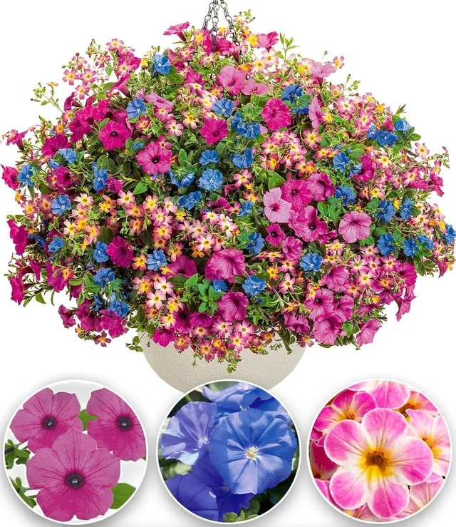 baldur-garten-candy-stick-mix-9er-set-im-10-5-cm-topf image 1