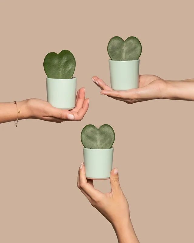 feey-herzblatt-trio-3x-hoya-kerrii-baby-zimmerpflanzen image 1