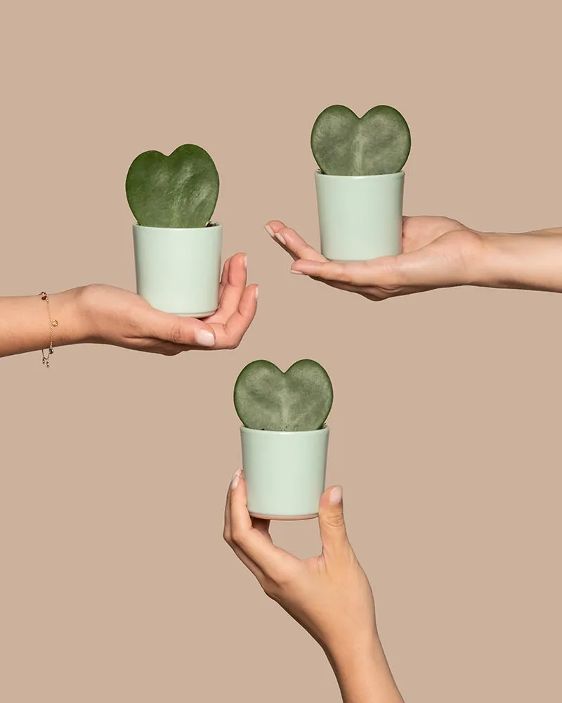 feey-herzblatt-trio-3x-hoya-kerrii-baby-zimmerpflanzen image 1