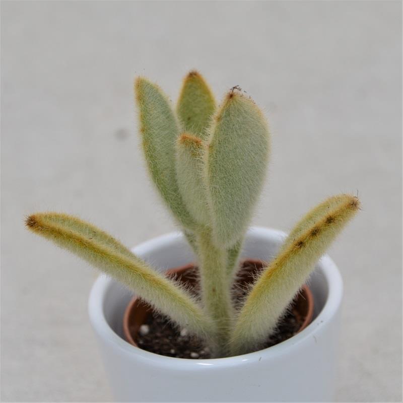 pasiora-kalanchoe-villosa-sukkulente-6-5cm-topf image 1