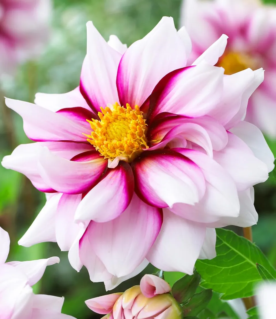 baldur-garten-dahlie-edge-of-joy-2-knollen-gr-e-i image 1