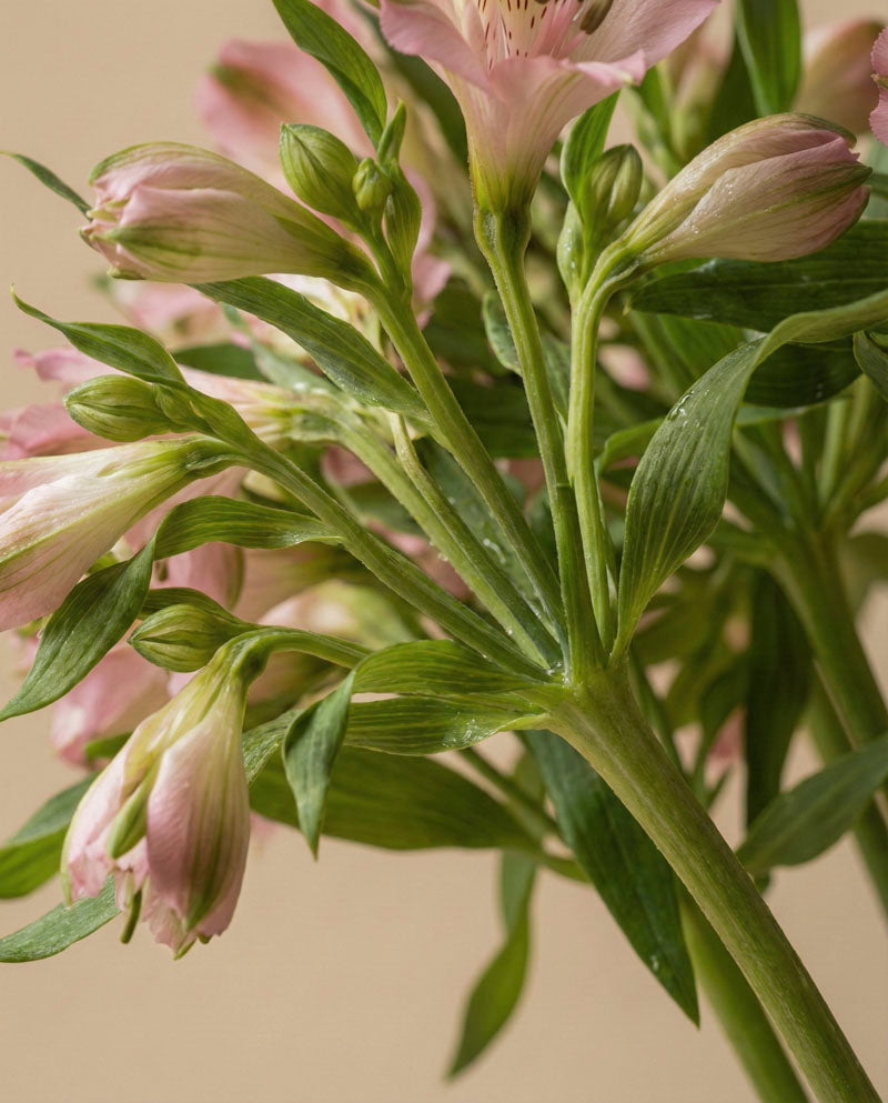 feey-alstroemeria-rosa-schnittblumen image 8