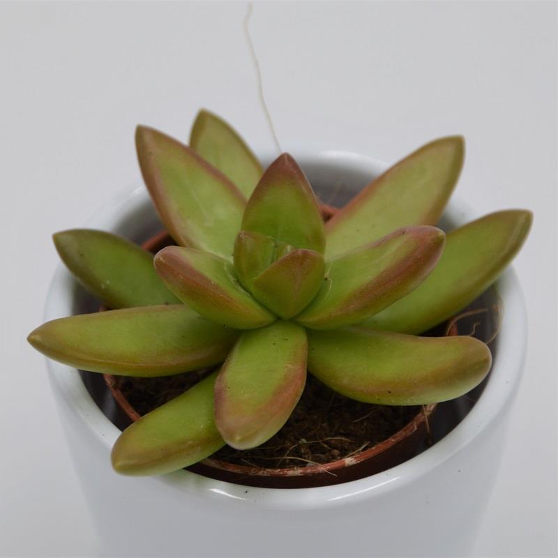 pasiora-sedum-nussbaumerianum-sukkulente-5-5-cm image 2