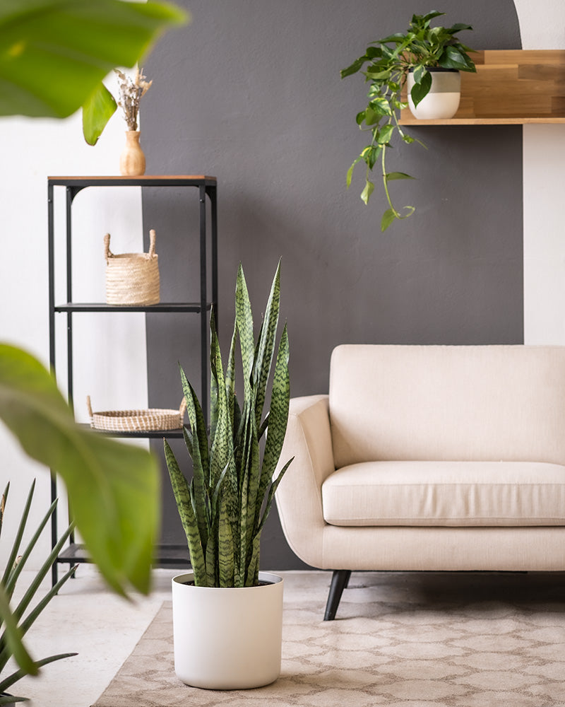 feey-gro-e-gr-ne-schwiegermutterzunge-sansevieria-zeylanica image 8