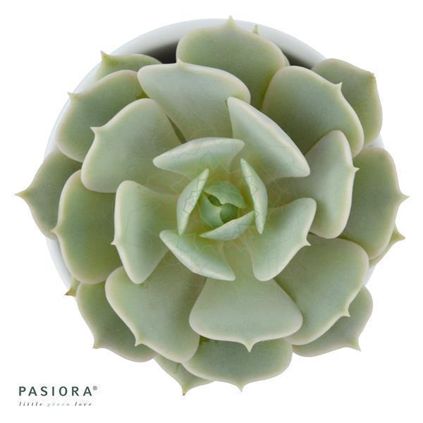 pasiora-enchant-echeveria-set-5-st-ck image 7
