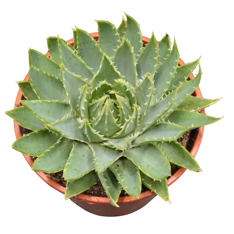 pasiora-aloe-polyphylla-spiral-aloe-17-cm-topf image 1