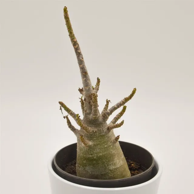 pasiora-adenium-thai-temple-w-stenrose-12cm-topf image 1