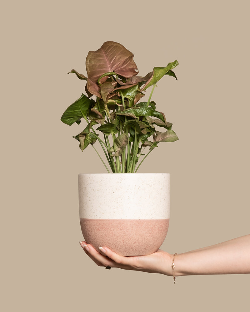 feey-purpurtute-red-heart-syngonium-farbige-h-ngepflanze image 1