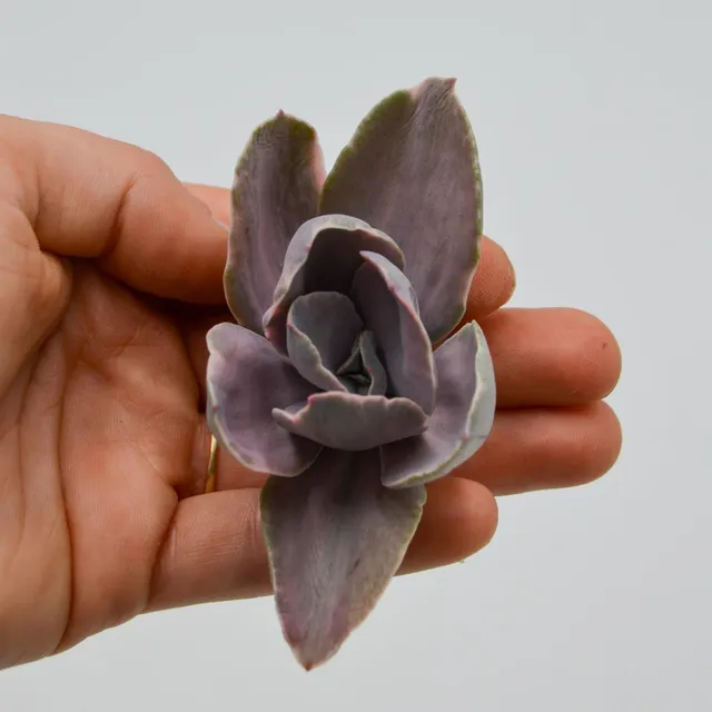 pasiora-echeveria-decora-f-variegata-sukkulente image 1