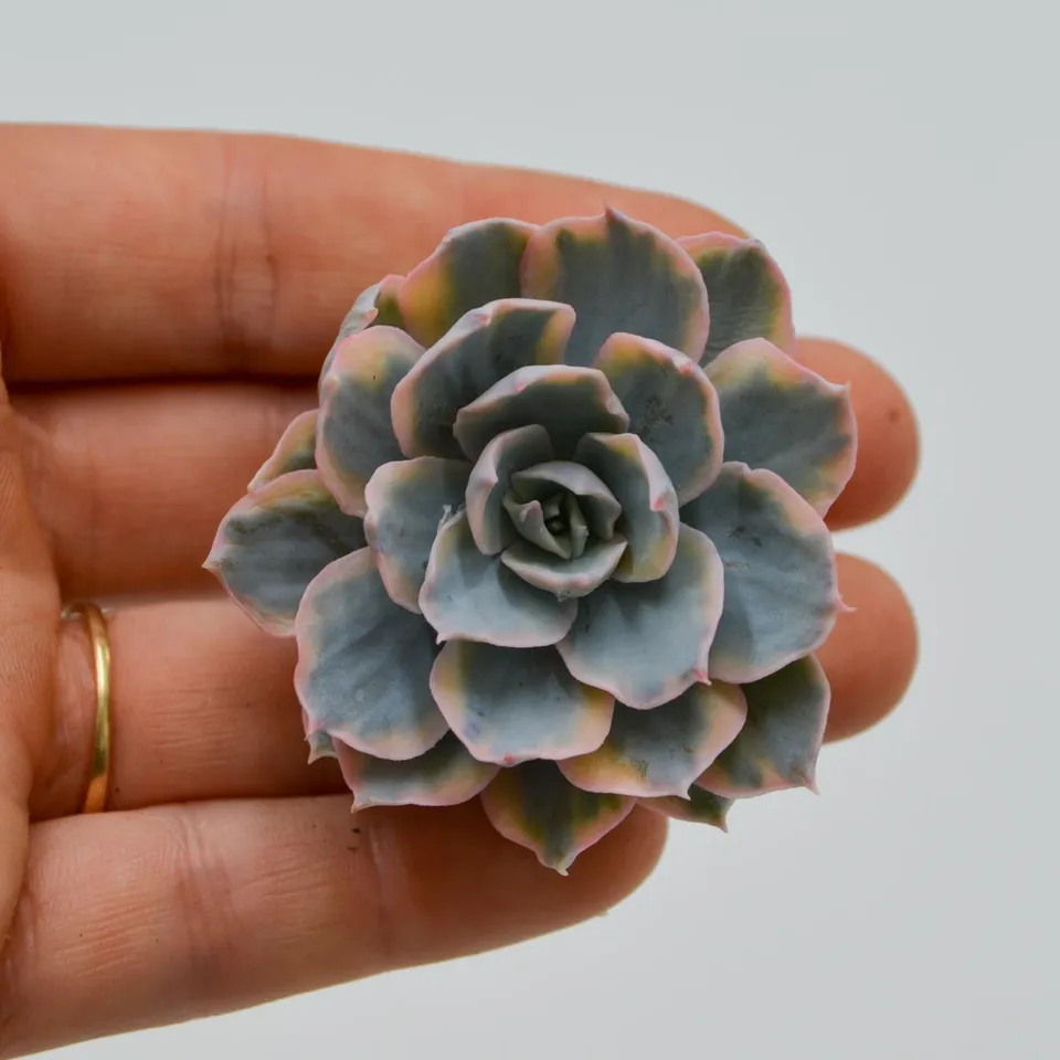 pasiora-echeveria-subessilis-variegata-steckling image 1