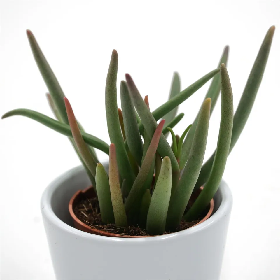 pasiora-cephalophyllum-alstonii-ice-plant-sukkulente-5-5cm-topf image 1