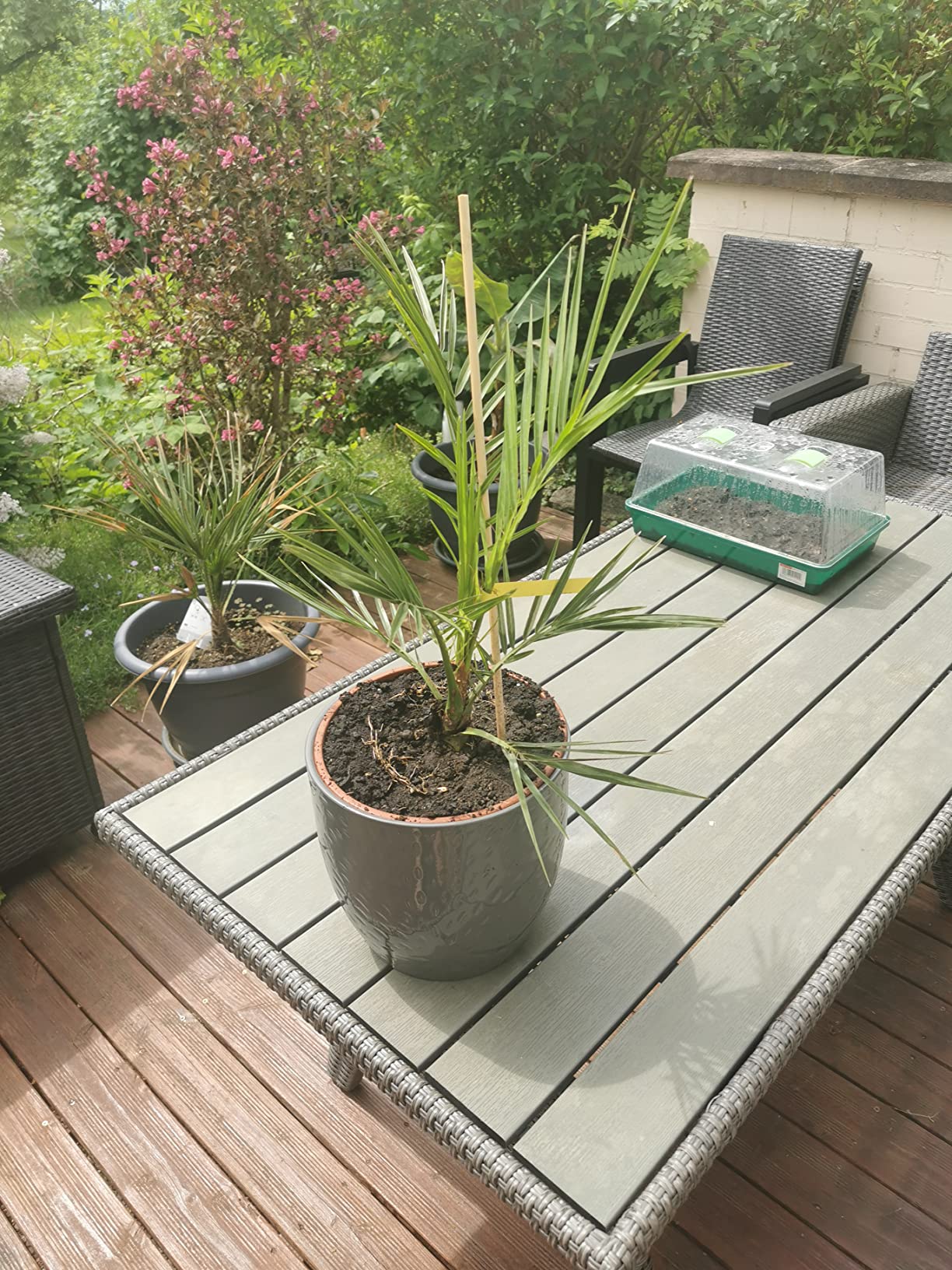 Schneller Wuchs im Sommer