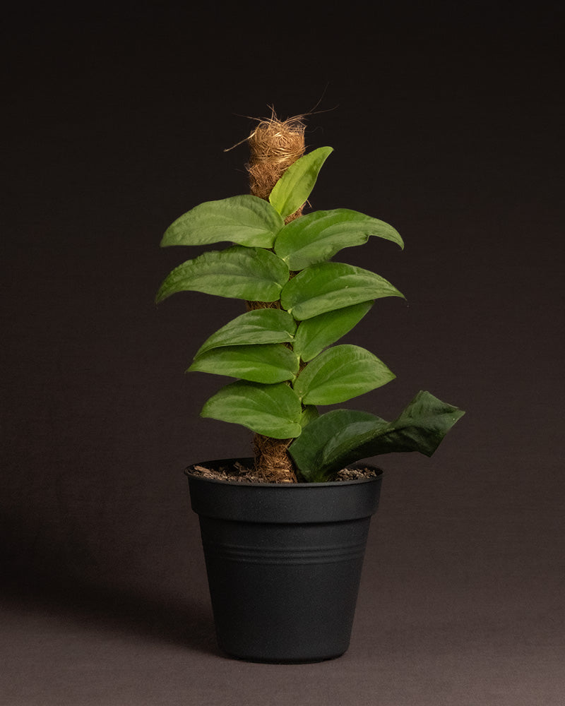 feey-rhaphidophora-korthalsii-rarit-t-zimmerpflanze image 3