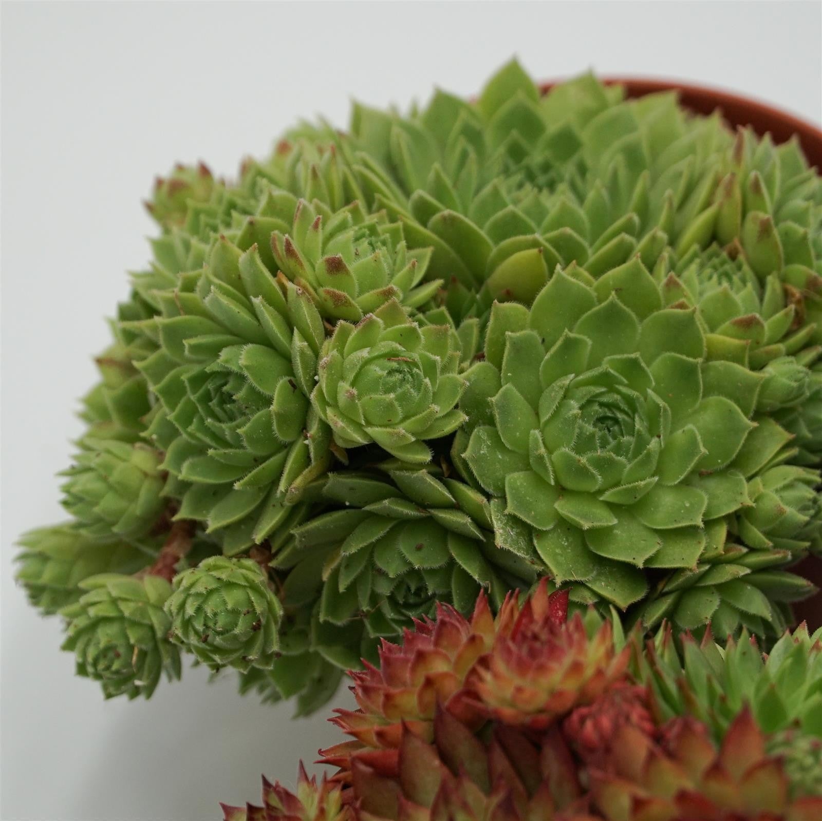 pasiora-sempervivum-mix-3-st-ck-sukkulenten-set-10-5-cm-t-pfe image 6