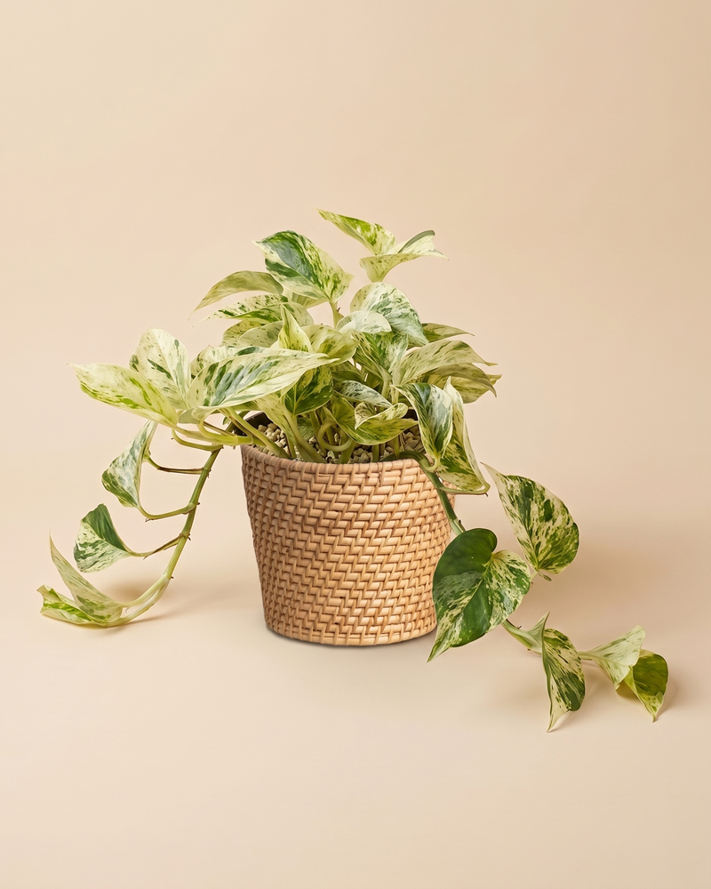 feey-gro-e-efeutute-marble-queen-h-ngepflanze-2 image 7