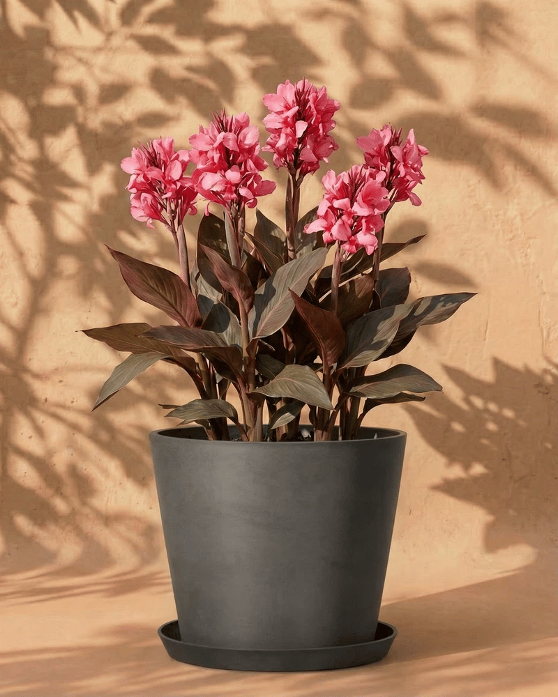 feey-canna-pink-knollen-zum-einpflanzen image 6