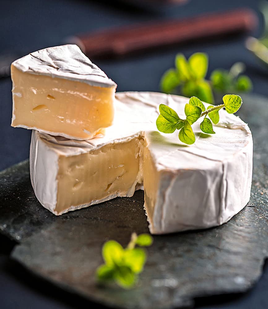 baldur-garten-k-sepflanze-camembert-1-pflanze-im-10-5-cm-topf image 2