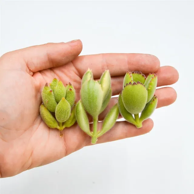 pasiora-cotyledon-set-sukkulenten-stecklinge-mix image 1