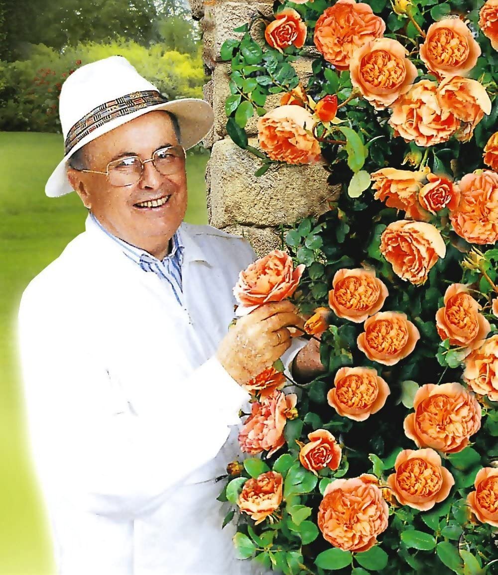 baldur-garten-delbard-kletterrose-papi-delbard-wurzelnackt image 3