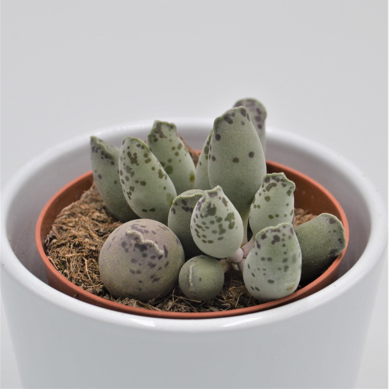 pasiora-adromischus-cooperi-var-festivus-sukkulente-8-5cm-topf image 2