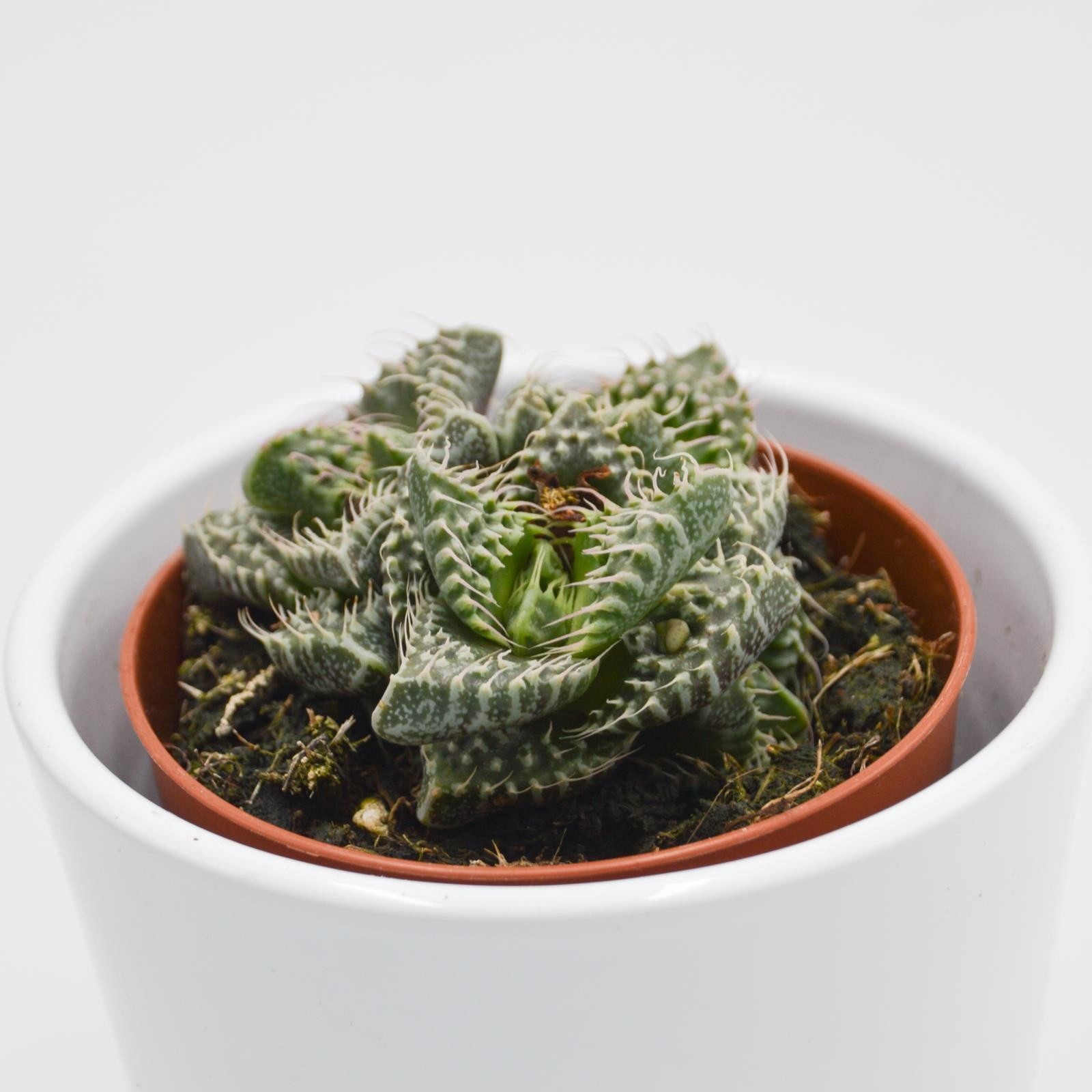 pasiora-faucaria-monster-sukkulente-8-5-cm-topf image 4