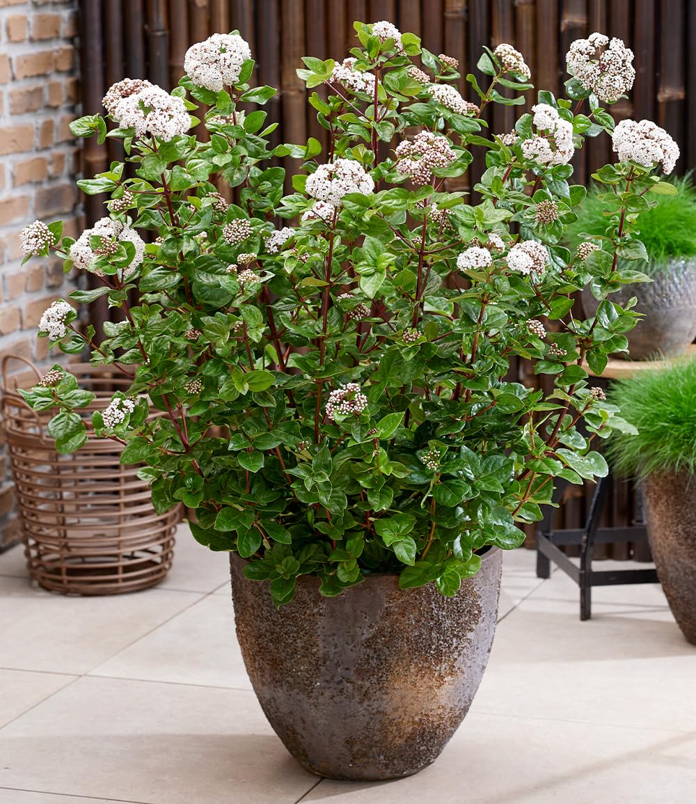 baldur-garten-viburnum-rock-n-rolla-zierstrauch-9x9-cm-topf image 2