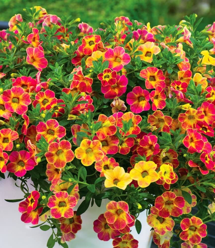 baldur-garten-zaubergl-ckchen-chameleon-sunshine-berry-3-pflanzen-im-12-cm-topf image 3