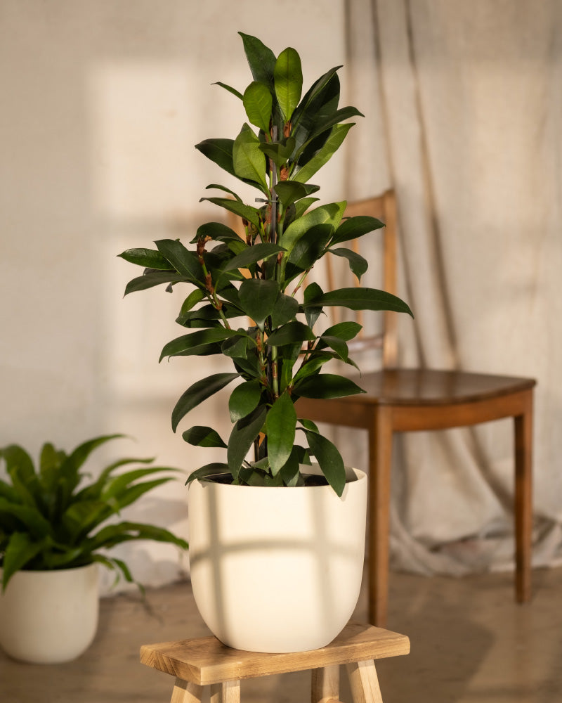 feey-afrikanischer-feigenbaum-ficus-cyathistipula-zimmerbaum image 4