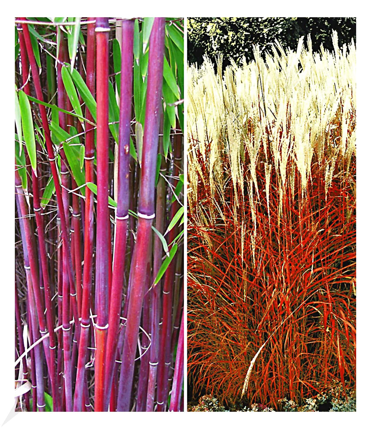 baldur-garten-winterharte-bambus-hecke-fargesia-murielae-simba-10er-set-9x9-cm-t image 6