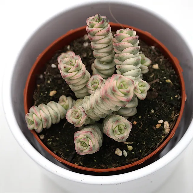 pasiora-crassula-fantasy-sukkulente-8-5cm-topf image 1