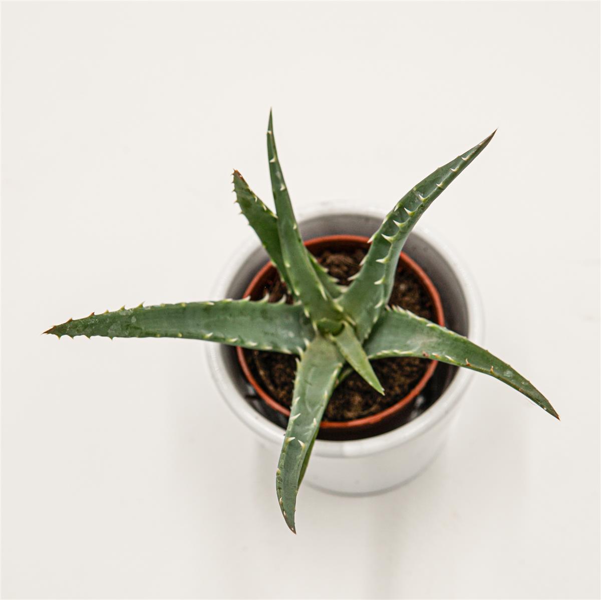 pasiora-aloe-arborescens-5-5-cm-topf image 2