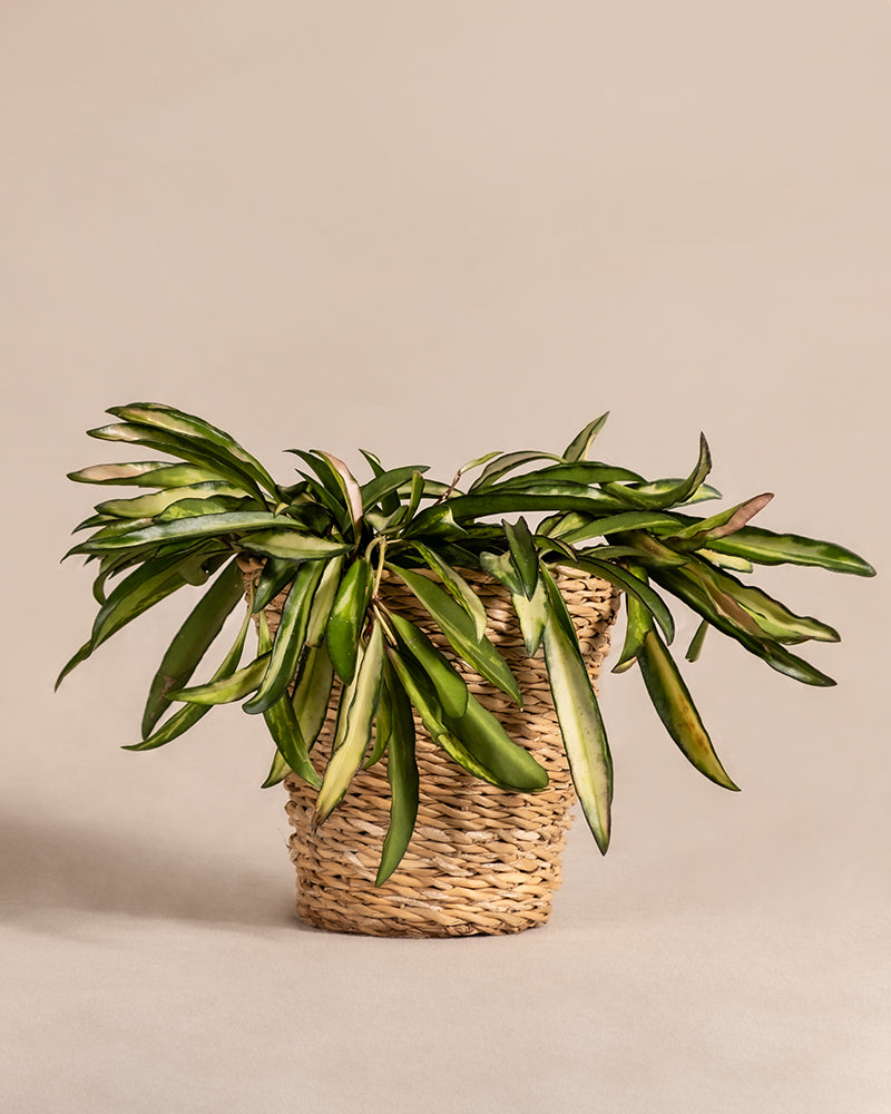 feey-hoya-wayetii-tricolor-porzellanblume-klein image 7