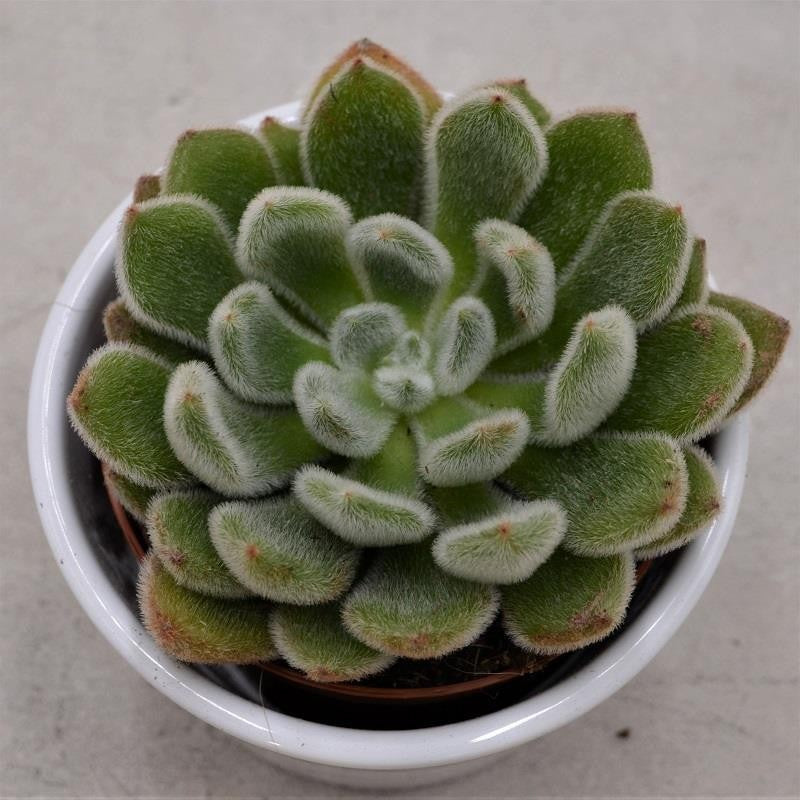 pasiora-echeveria-setosa-echeverie-8-5-cm image 1
