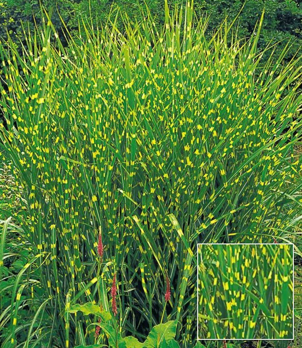 baldur-garten-9er-winterhartes-gr-serbeet-9-pflanzen-im-9x9-cm-topf image 4