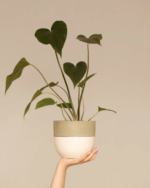 feey-homalomena-rubescens-black-zimmerpflanze-im-topf image 1