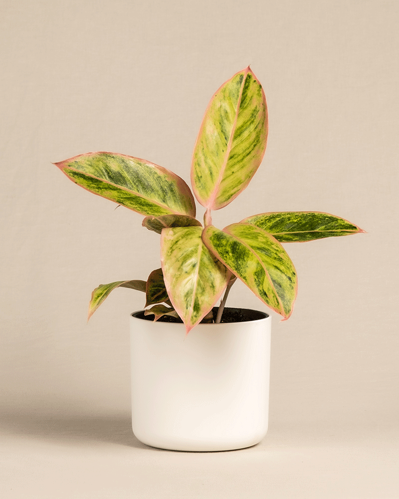 feey-aglaonema-salmon-fantasy-zimmerpflanze-kleine-pflanze-mit-farbigen-bl-ttern image 8