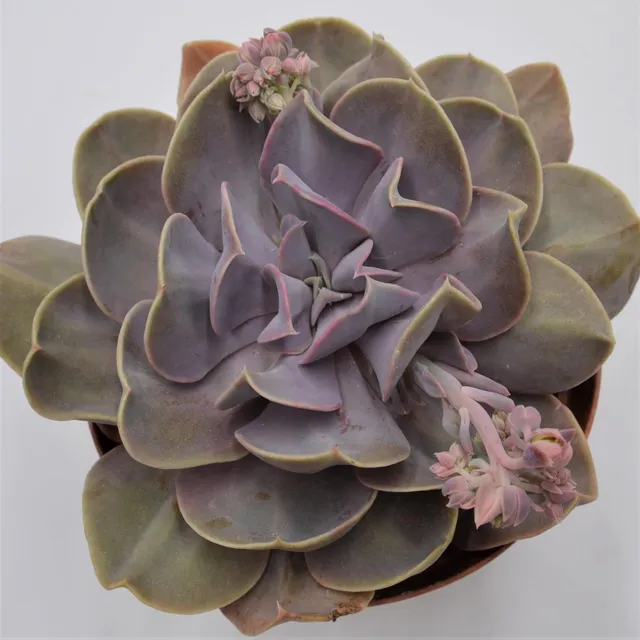 pasiora-echeveria-serena-sukkulente-15cm image 1