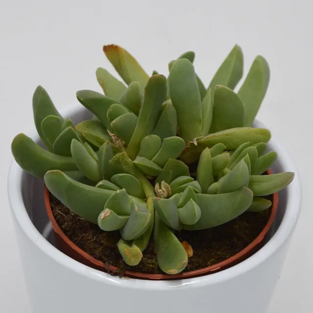 pasiora-cheiridopsis-purpurea-sukkulente-im-8-5cm-topf image 1