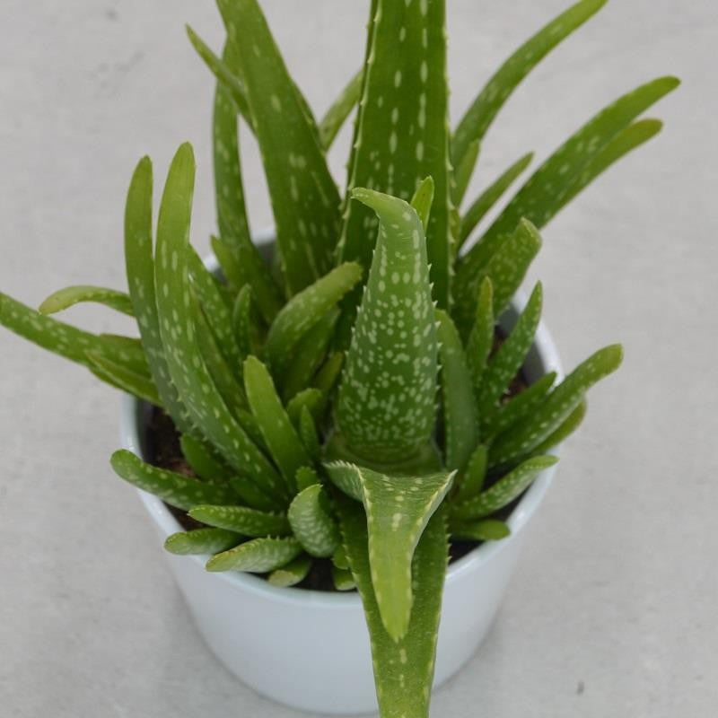 pasiora-aloe-vera-sweet-sukkulente-12cm-topf image 2