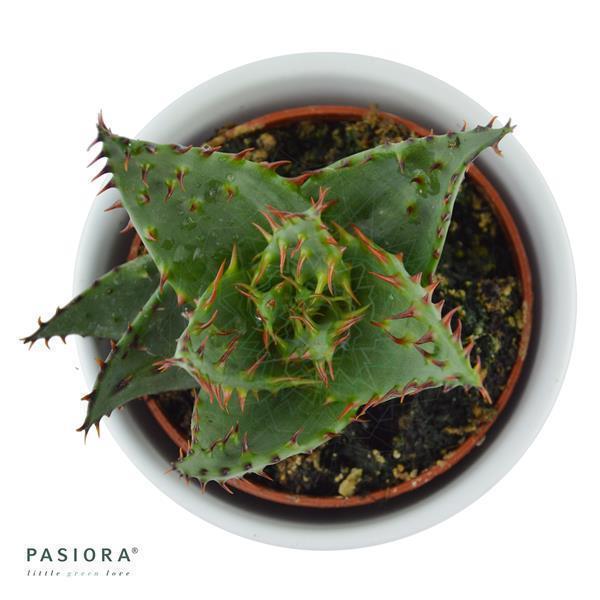 pasiora-aloe-ferox-wilde-aloe-sukkulente-5-5cm-topf image 3