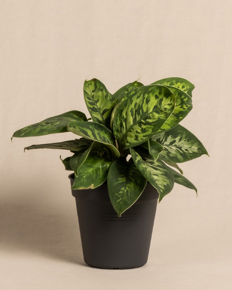 feey-homalomena-camouflage-zimmerpflanze-mit-bertopf image 3