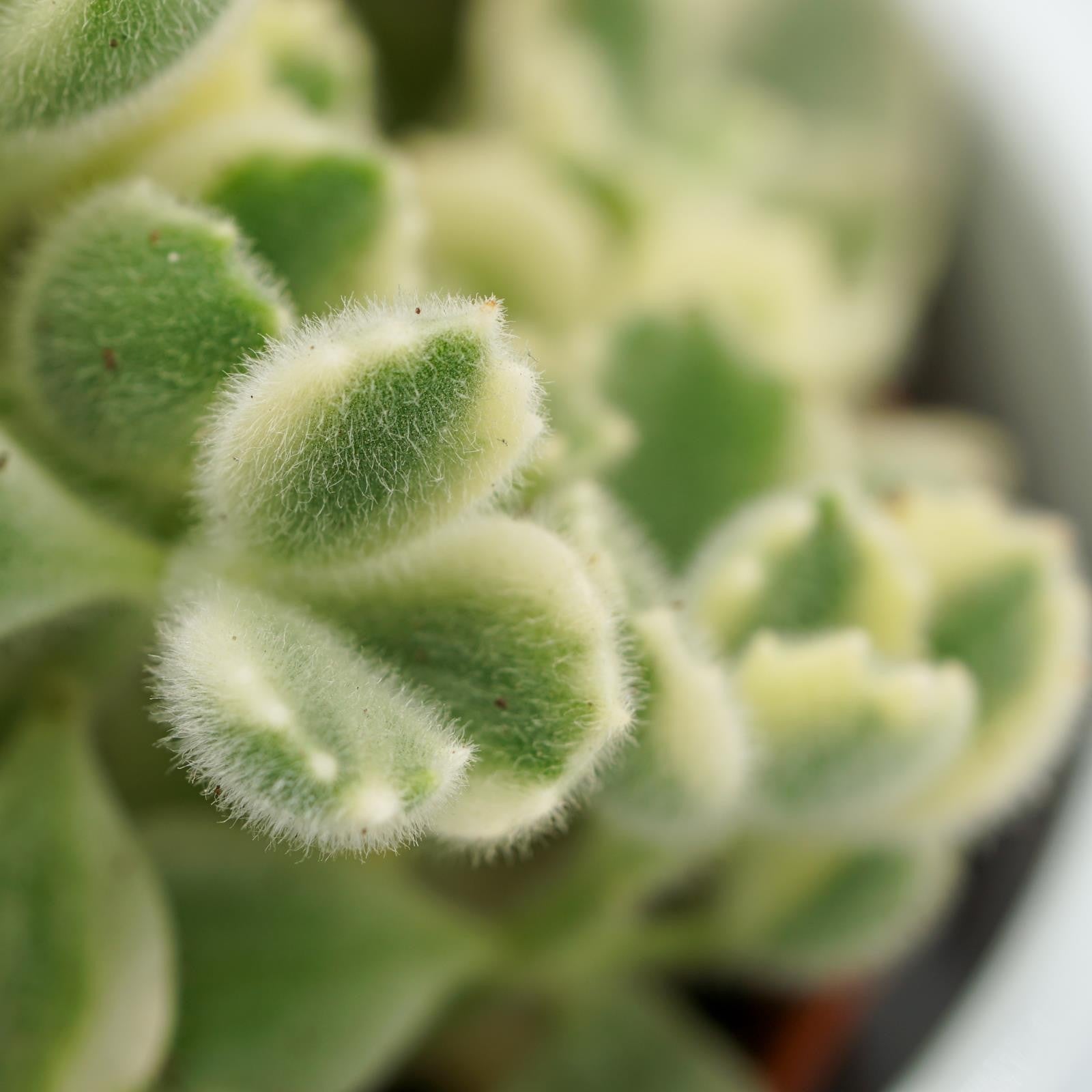 pasiora-cotyledon-tomentosa-variegata-8-5cm image 5