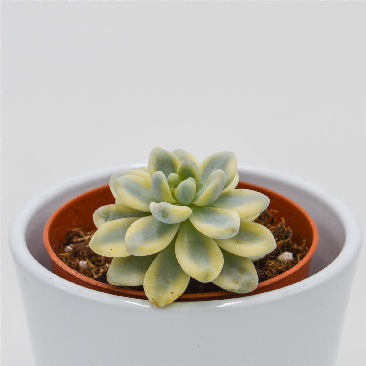 pasiora-sedum-clavatum-f-variegata-sukkulente-im-8-5cm-topf image 1