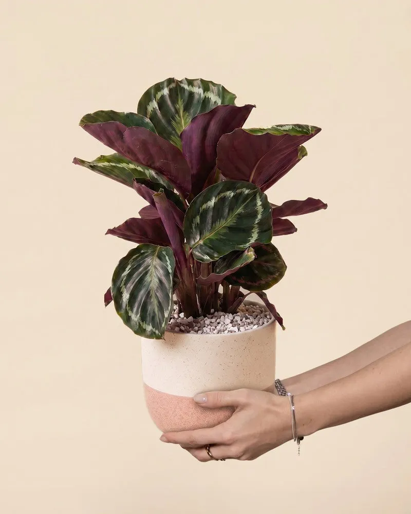 feey-calathea-roseopicta-korbmarante-neuheit image 1