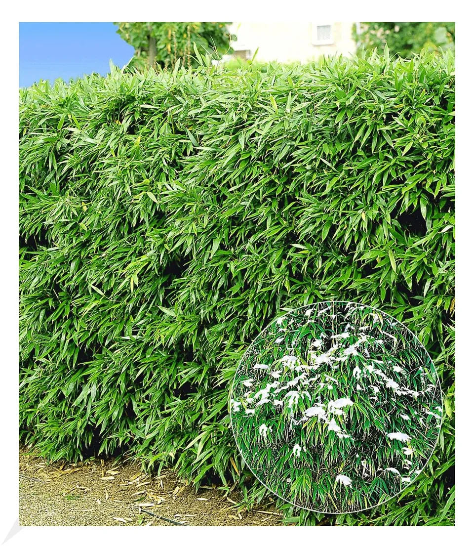 baldur-garten-winterharte-bambus-hecke-fargesia-murielae-simba-10er-set-9x9-cm-t image 1