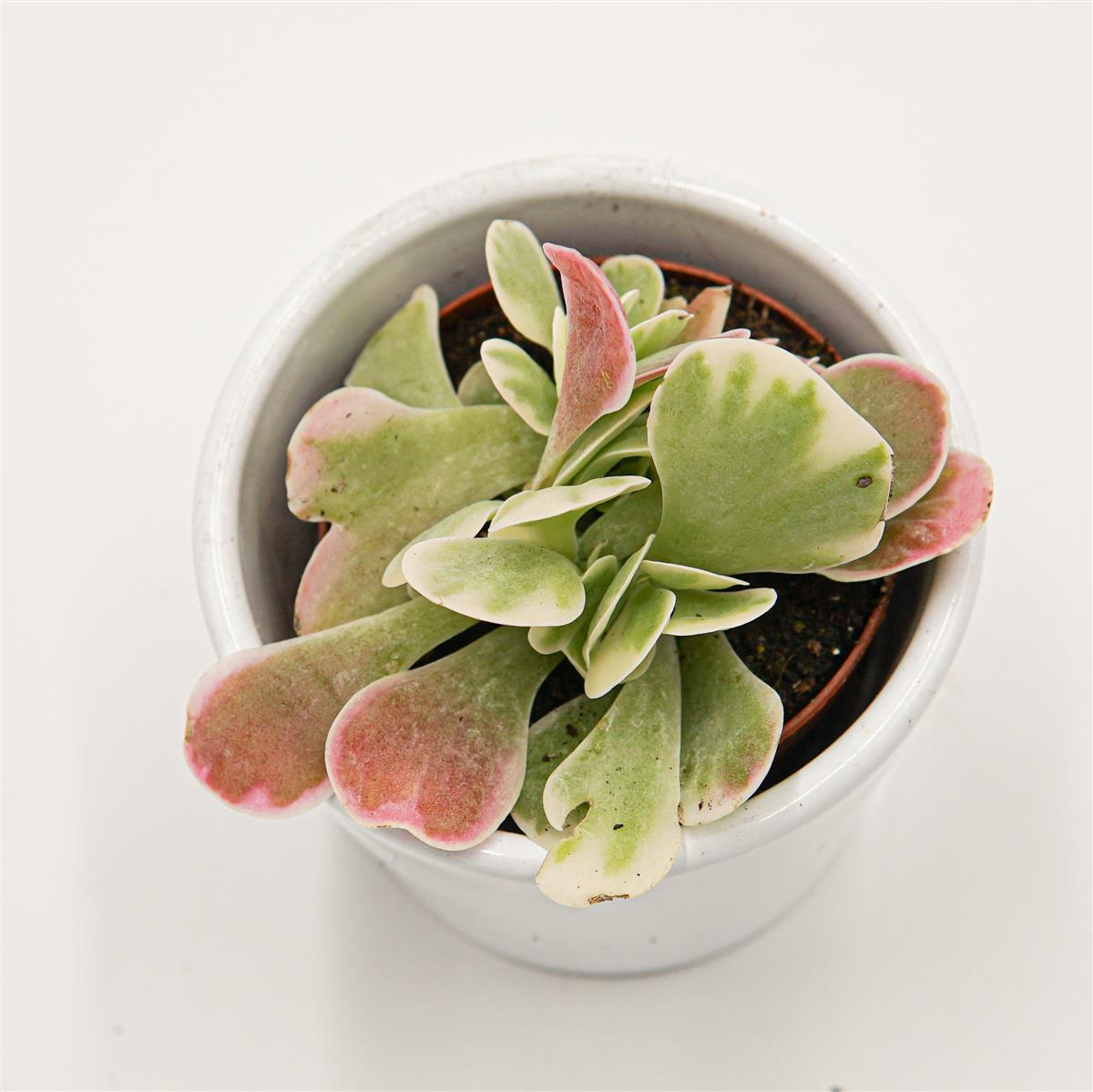 pasiora-kalanchoe-thyrsiflora-rainbow-6cm-sukkulente image 1