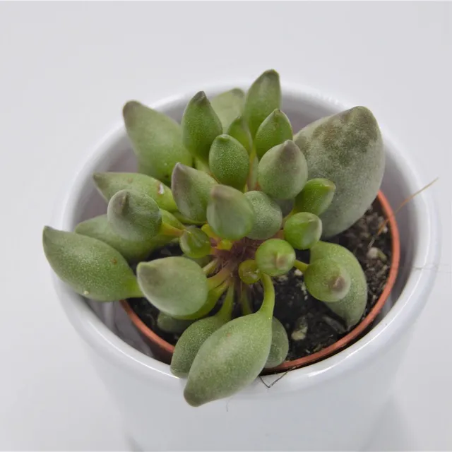 pasiora-adromischus-cristatus-var-clavifolius-sukkulente-5-5cm image 1