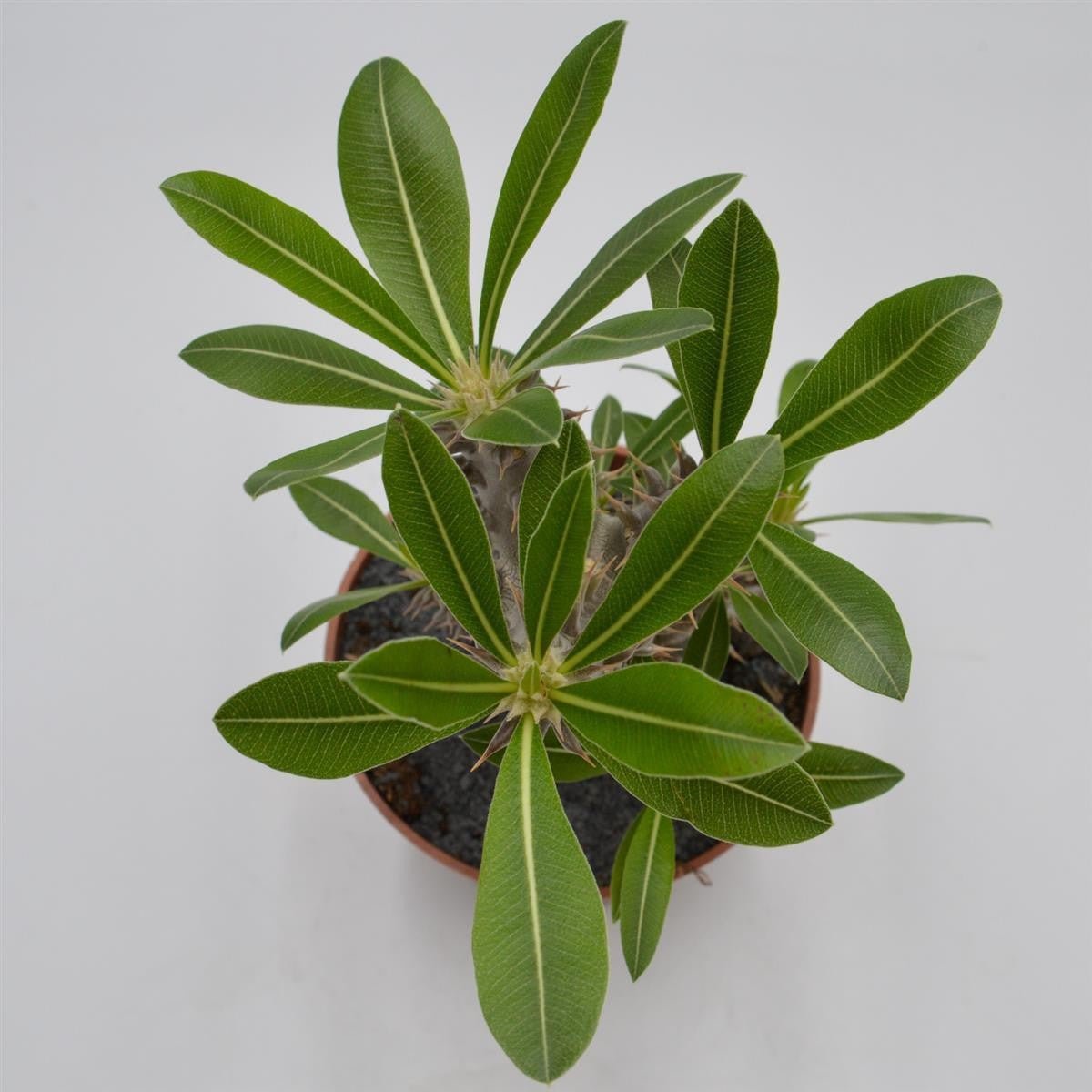 pasiora-pachypodium-saundersii-sukkulente-13cm-topf image 4