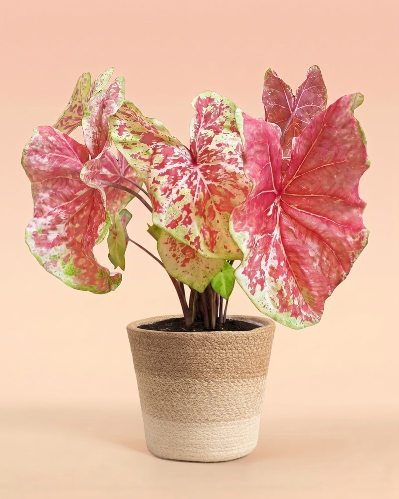 feey-caladium-raspberry-moon-gro-e-zimmerpflanze image 7