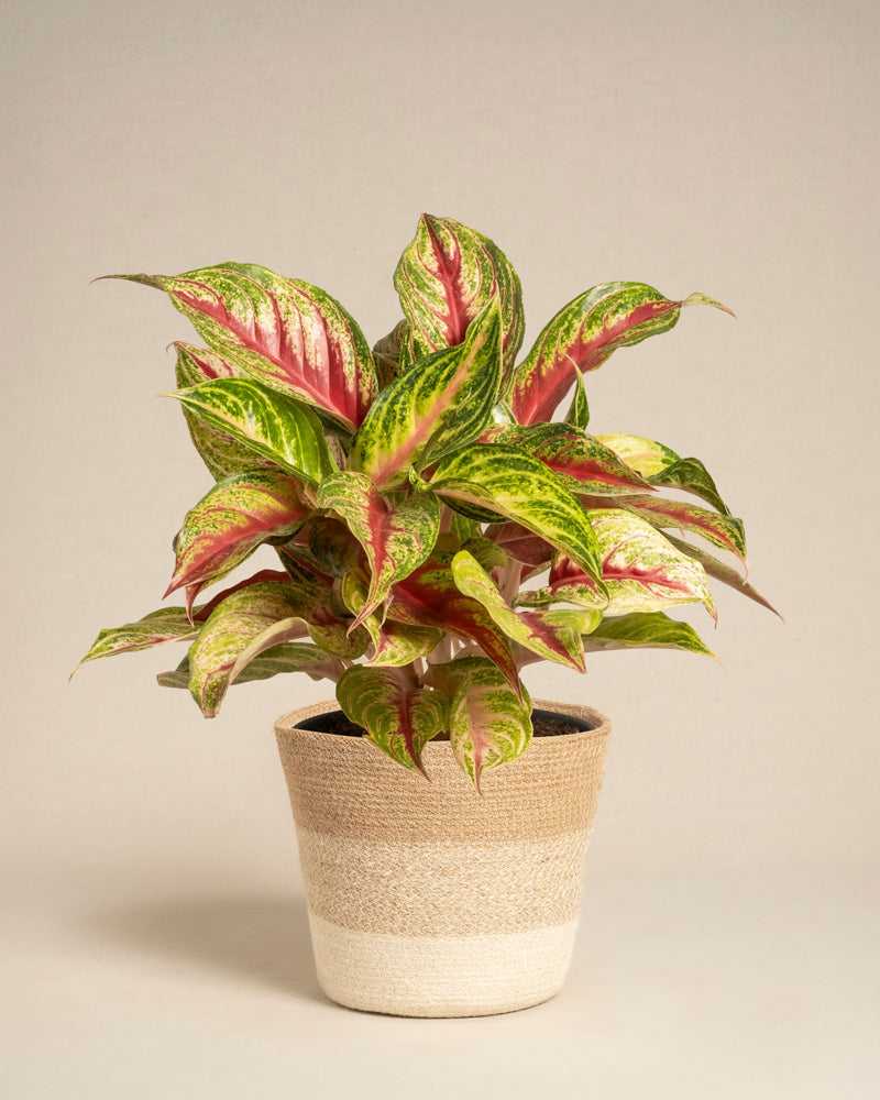 feey-aglaonema-siam-violet-zimmerpflanze image 6